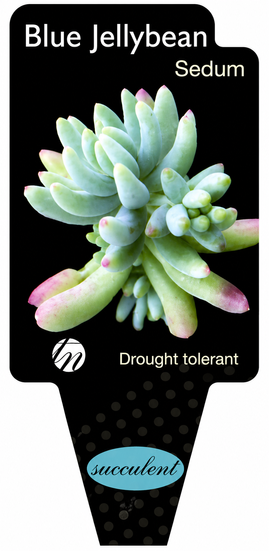 the plant broker