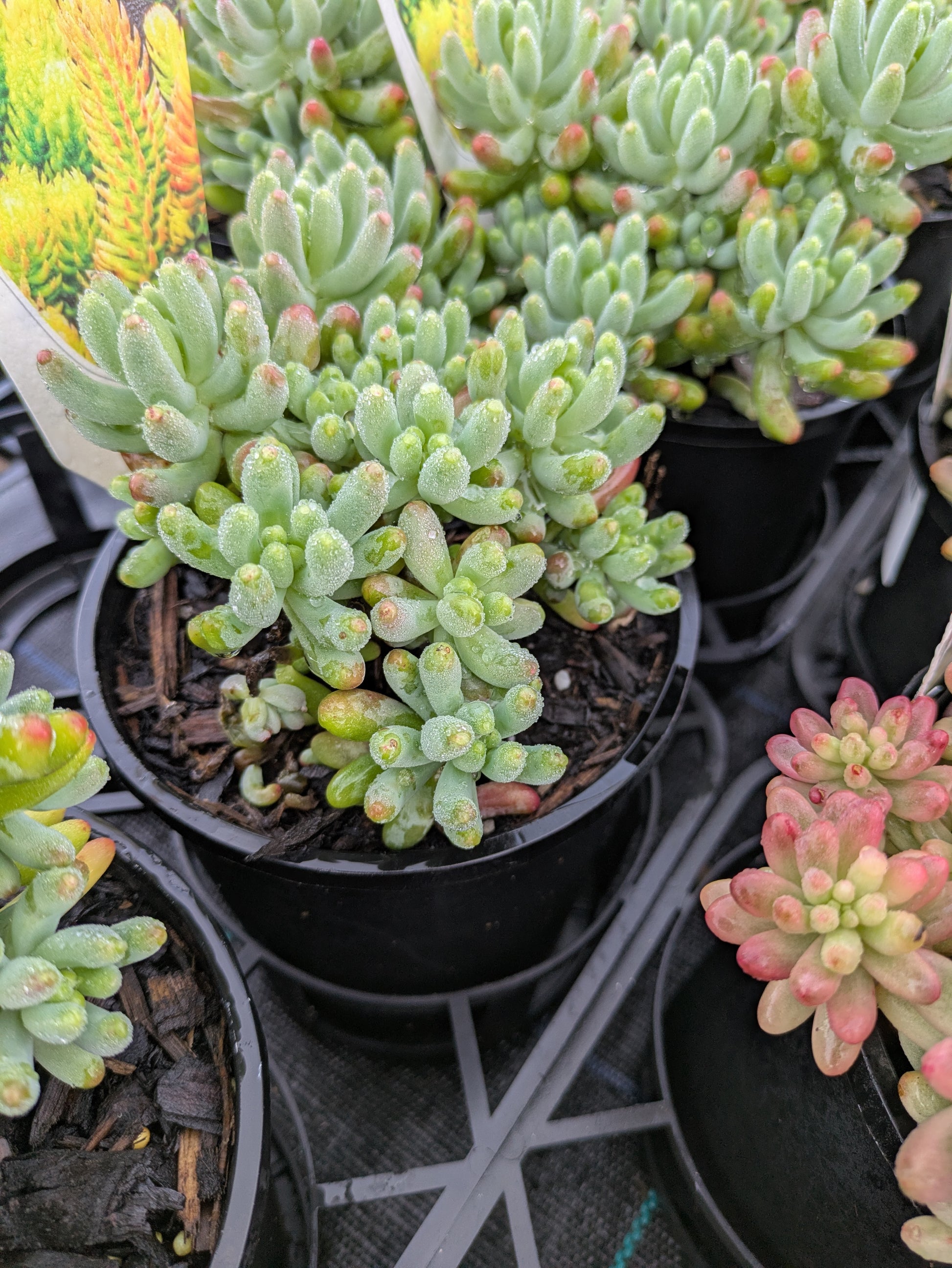 jelly bean succulent flowers Sedum rubrotinctum – The Plant Broker