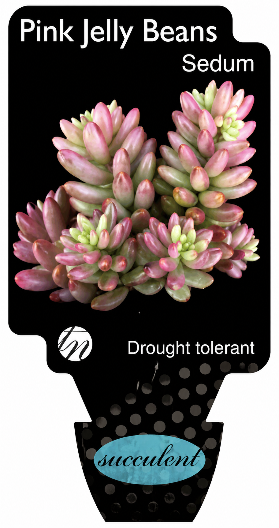 Sedum rubrotinctum Aurora