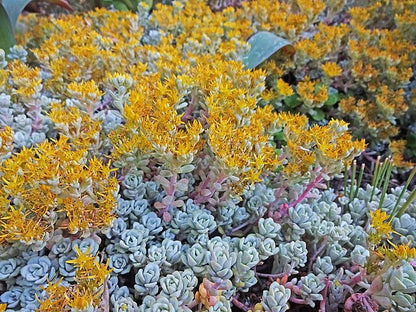 Sedum spathulifolium Cape Blanco