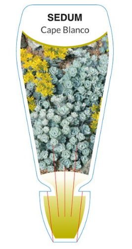 the plant broker