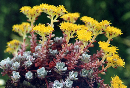 Sedum spathulifolium Purpureum