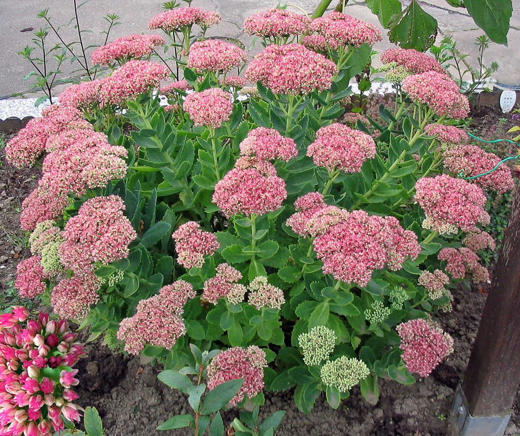 Sedum spectible