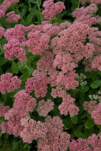 Sedum spectible Brilliant