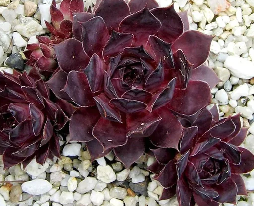 Sempervivum Chic-A-Deez® Noir