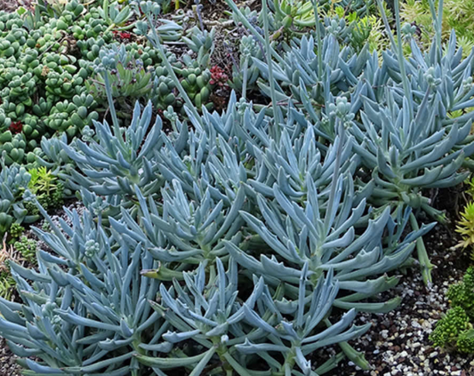 Senecio Trident Blue  (syn. Kleinia)