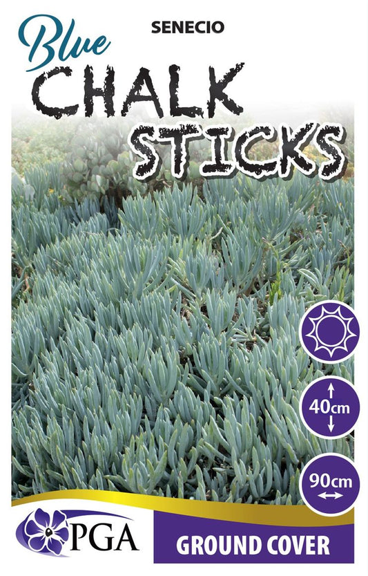 Senecio ‘Blue Chalk Sticks’