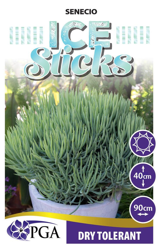 Senecio ‘Ice Sticks’