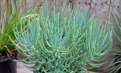 Senecio ‘Ice Sticks’
