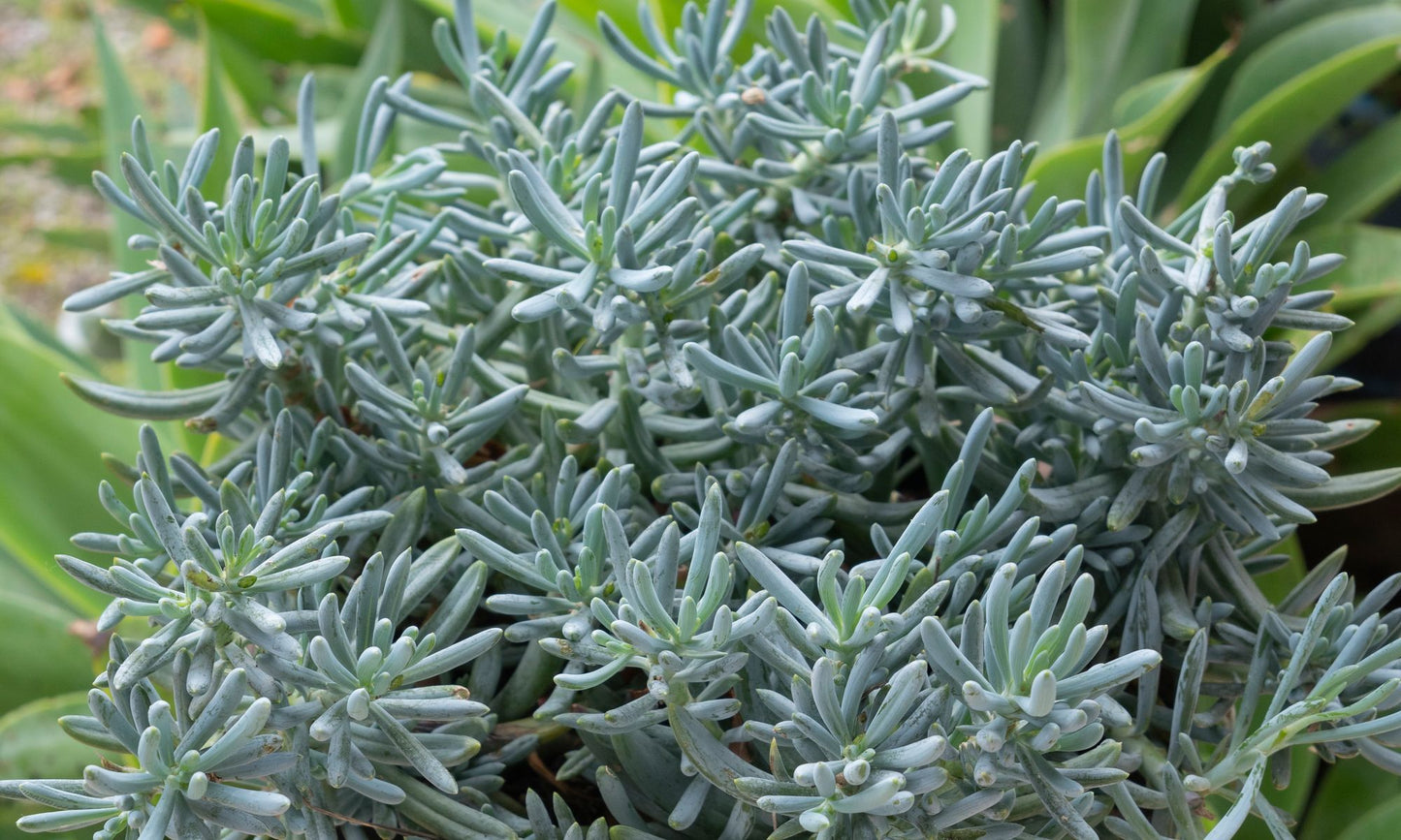 Senecio ‘Mini Chalk Sticks’