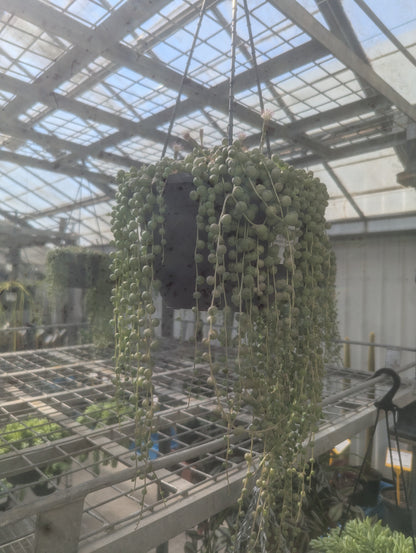 Senecio rowleyanus