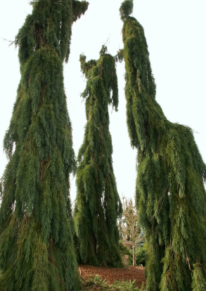 Sequoiadendron giganteum Pendula