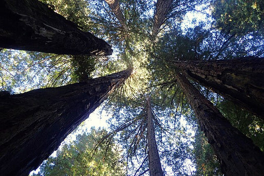 Sequoia sempervirens
