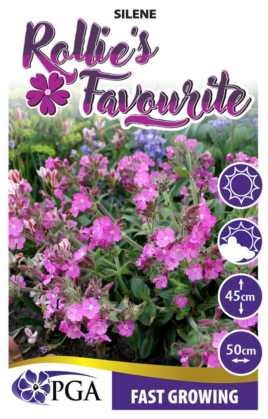 Silene ‘Rollie's Favorite’