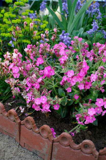 Silene ‘Rollie's Favorite’