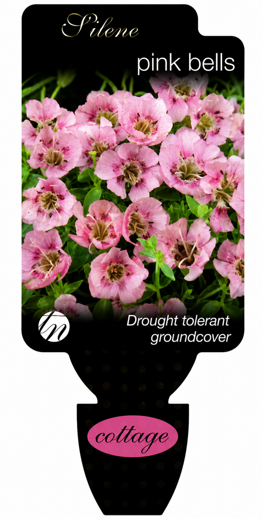 Silene uniflora Pink Bells
