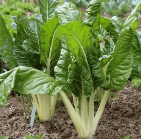 Silverbeet - Fordhook Giant