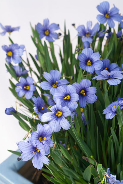Sisyrinchium ‘Devon Skies’