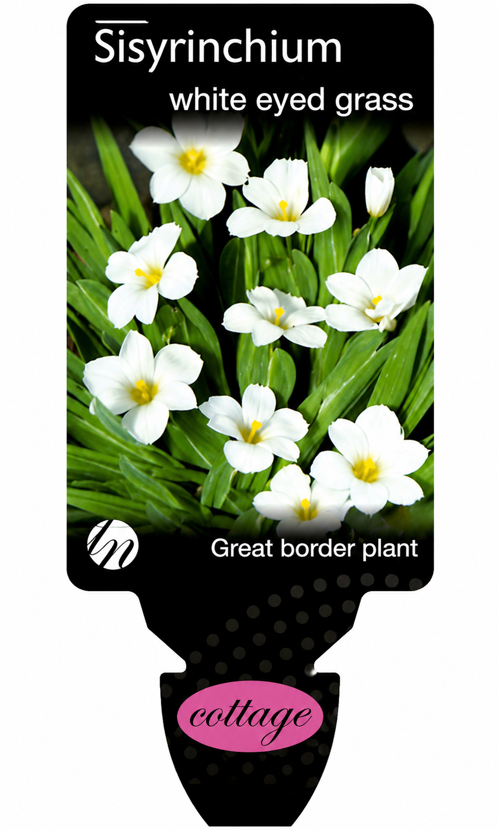 Sisyrinchium spp. White