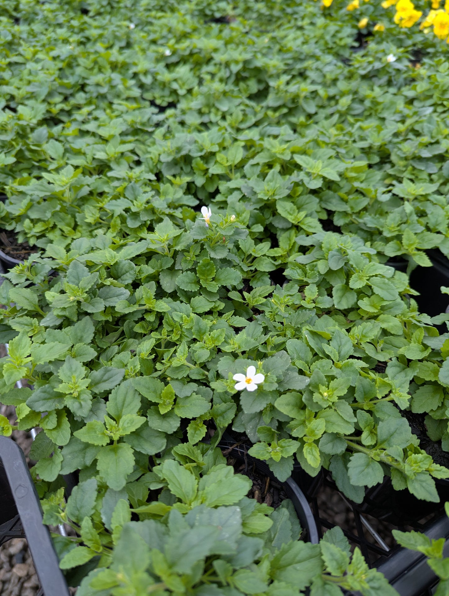 Bacopa cordata Snowtopia