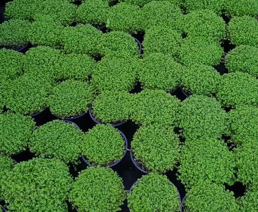 Soleirolia soleirolii