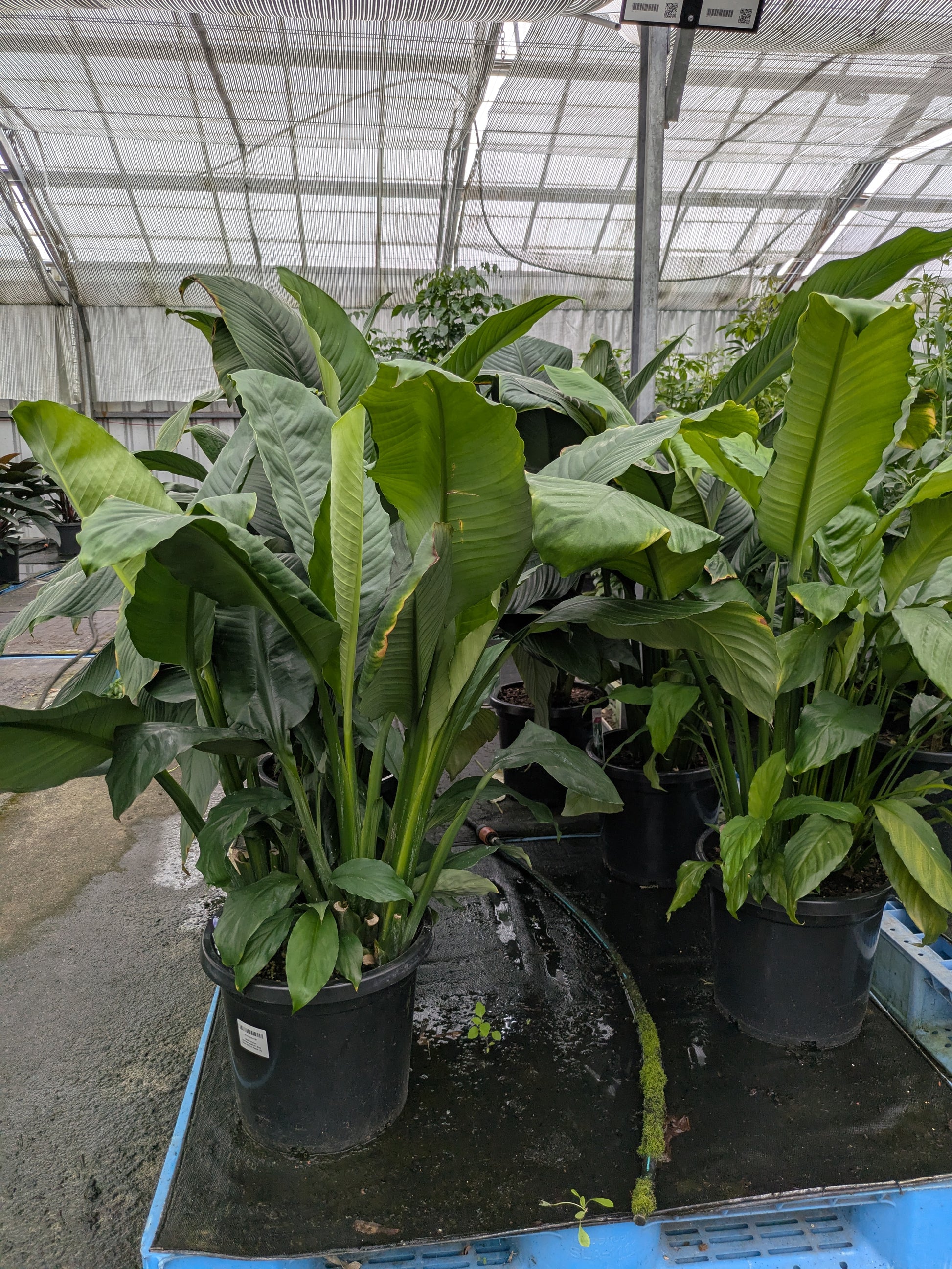 blue moon peace lily flower Spathiphyllum 'Blue Moon' – The Plant Broker