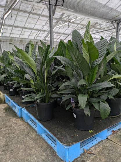 Spathiphyllum Blue Moon