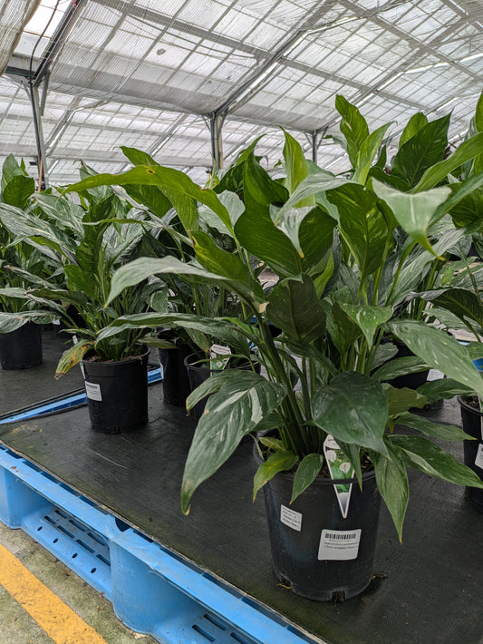 Spathiphyllum Domino