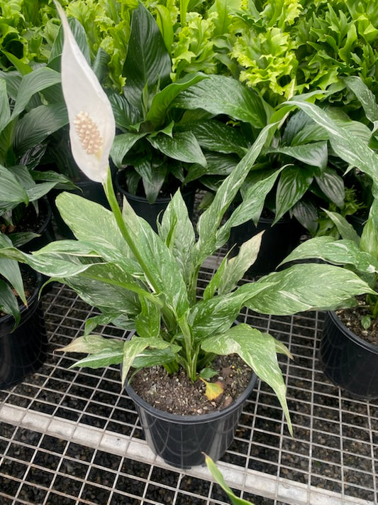 Spathiphyllum 'Jet Diamond'
