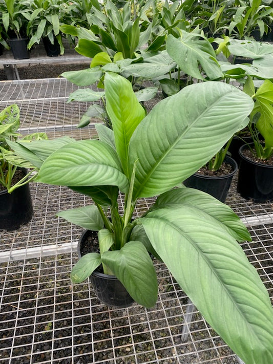 Spathiphyllum Sensation