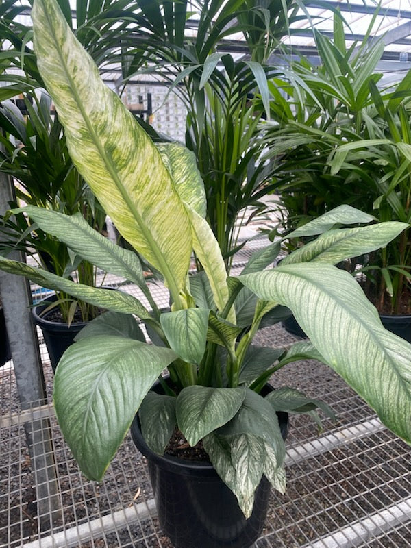 the plant broker