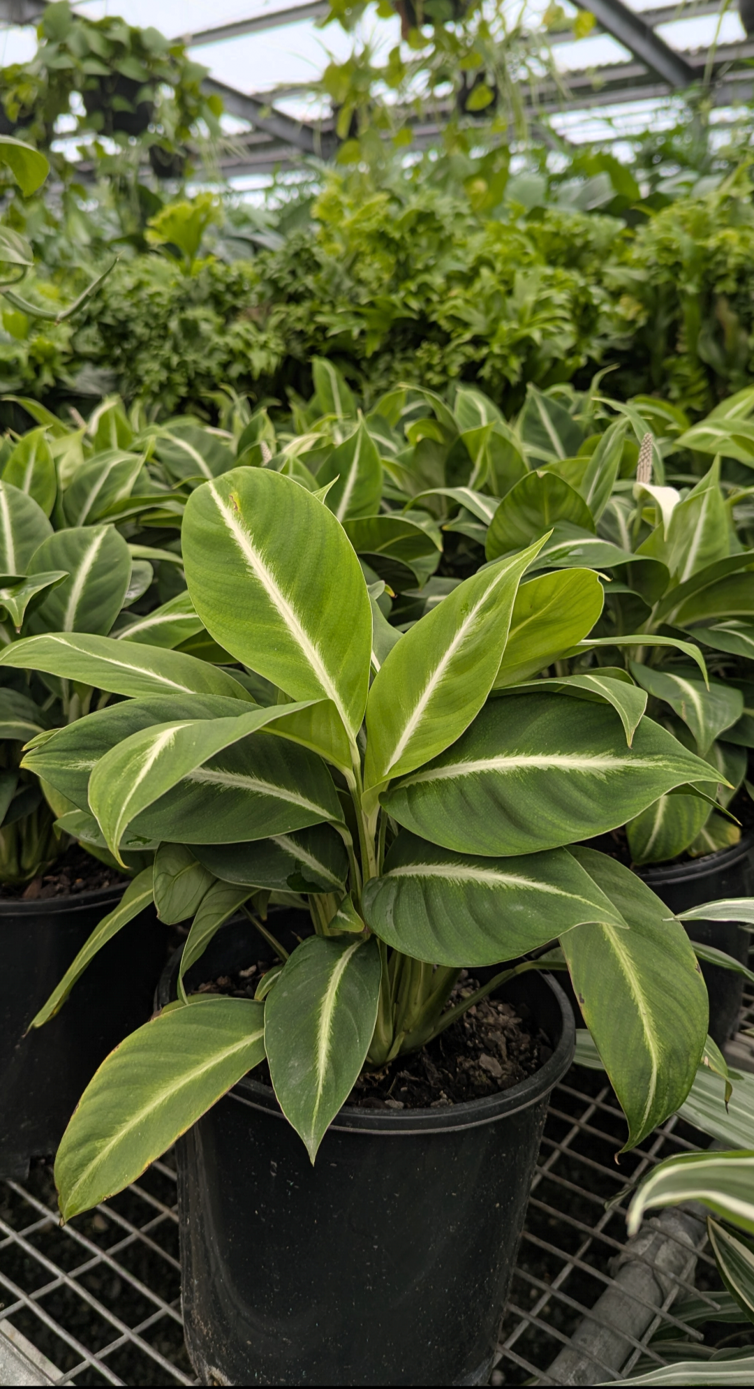 the plant broker