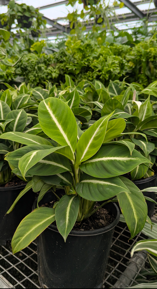 Spathiphyllum Silver Streak