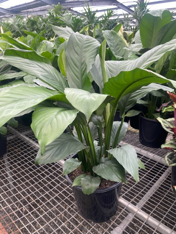 blue moon peace lily flower Spathiphyllum 'Blue Moon' – The Plant Broker