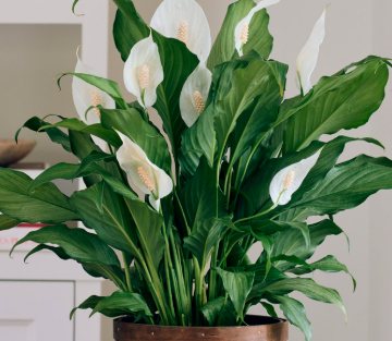 Spathiphyllum 'Platinum Mist'