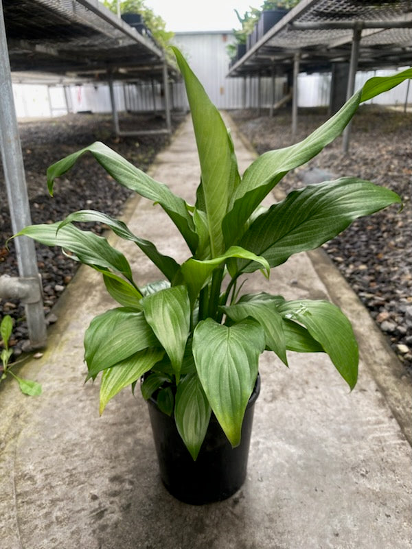 Spathiphyllum 'Platinum Mist'