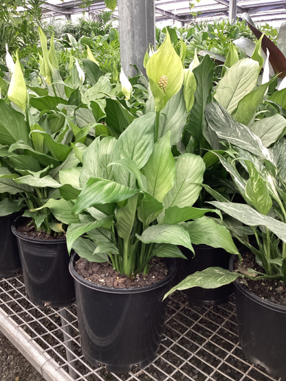 platinum mist peace lily Spathiphyllum 'Platinum Mist' – The Plant Broker