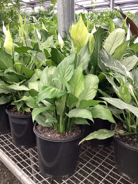 the plant broker