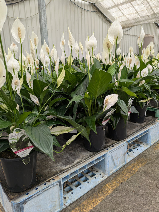 Spathiphyllum 'Romano'