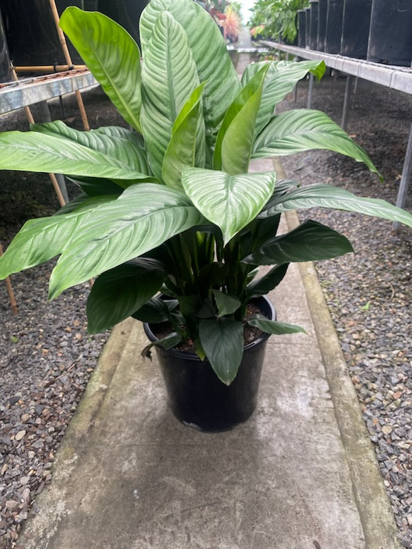 Spathiphyllum Sensation