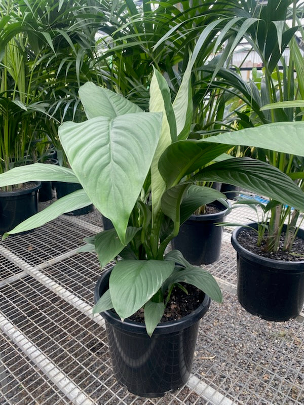 the plant broker