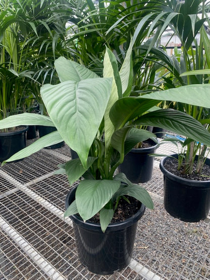 Spathiphyllum Sensation