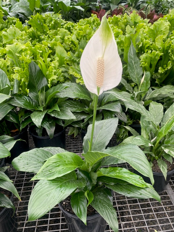 Spathiphyllum 'Sweet Romano'