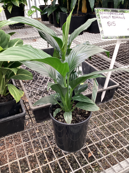 Spathiphyllum 'Sweet Romano'