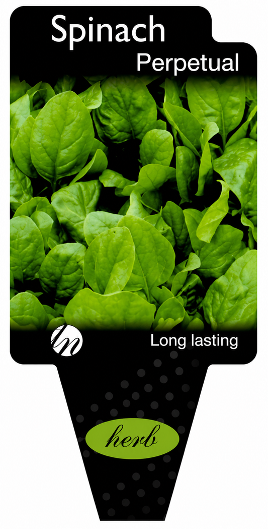 Spinach - Perpetual Beta vulgaris