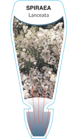 Spiraea cantoniensis Lanceata