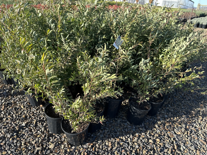 Spiraea cantoniensis Lanceata