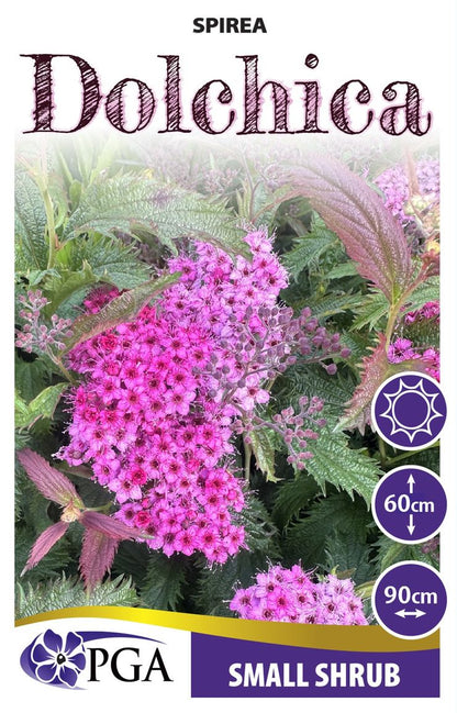 Spirea ‘Dolchica’