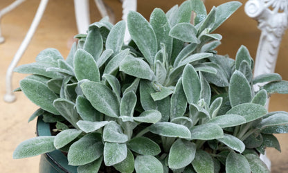 Stachys Silver Velvet