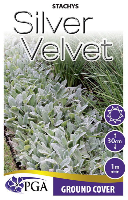 Stachys Silver Velvet